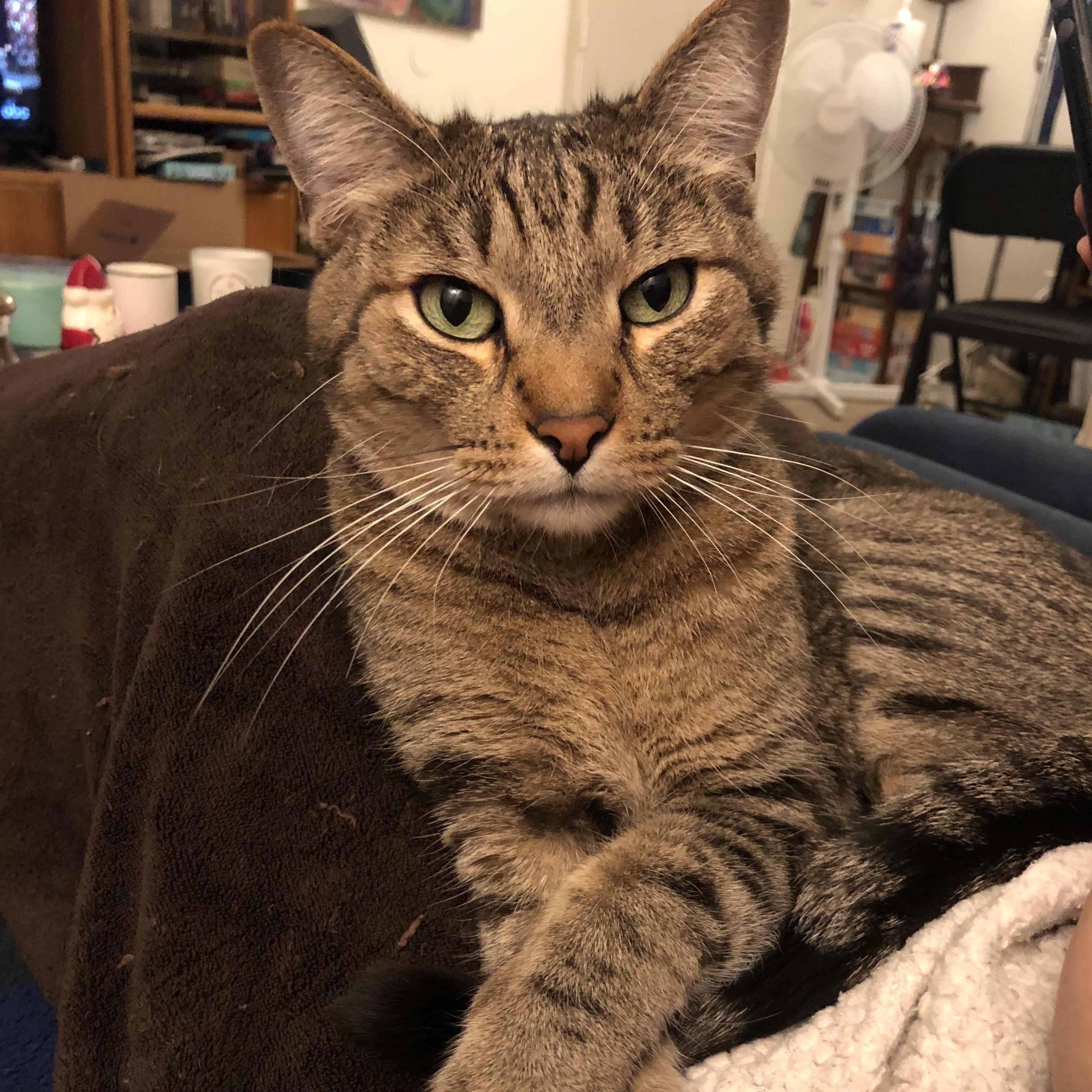 Oliver our chill cat that thinks he's the master of the house.