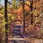 Keystone Ancient Forest