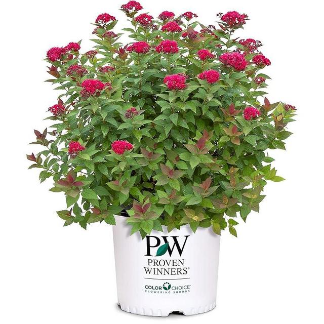 2 Gallon Proven Winners Spirea Double Play Doozie Shrub