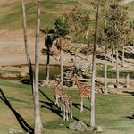 San Diego Safari Park