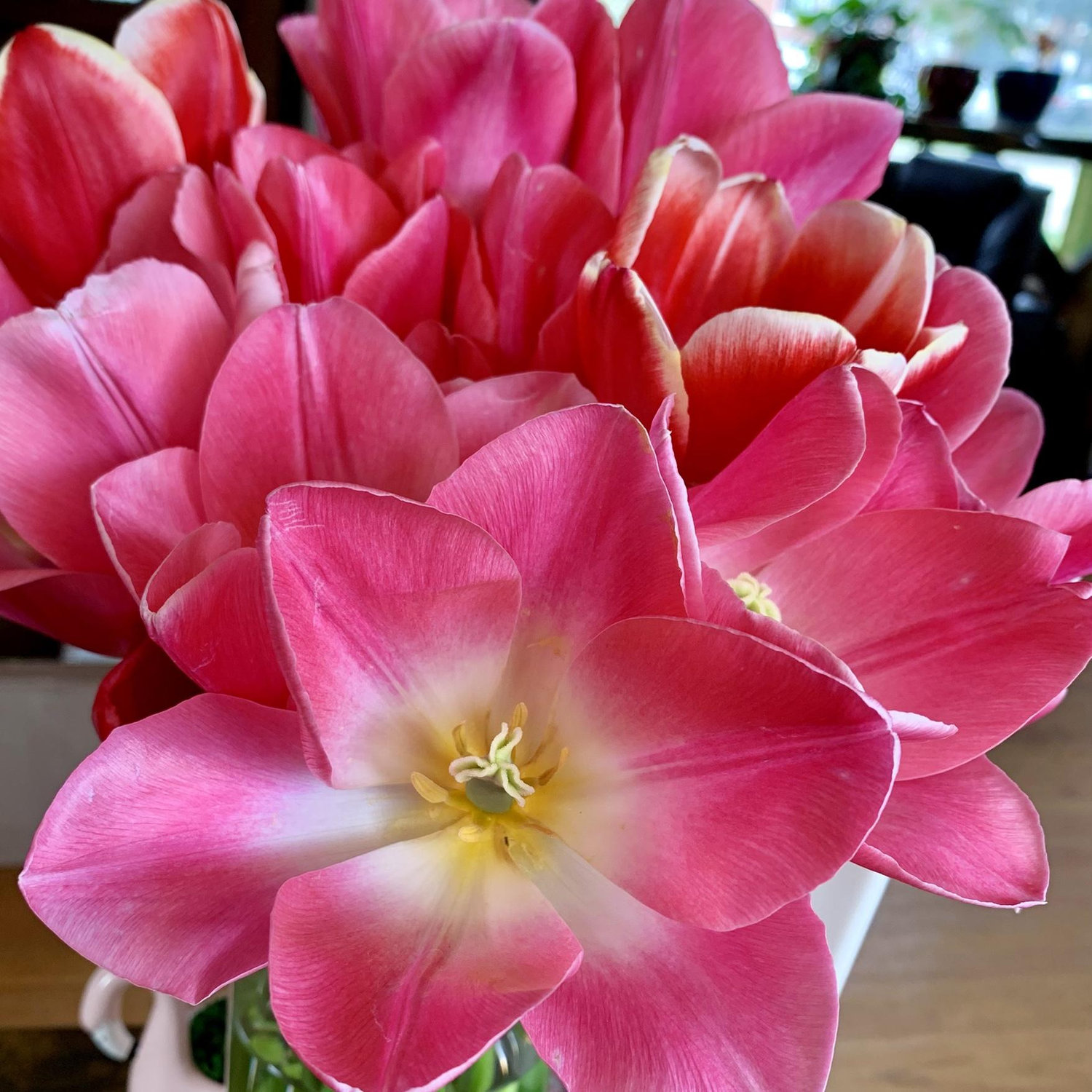 He went to a U-Cut flower farm and HAND PICKED these for me!