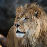 Houston Zoo