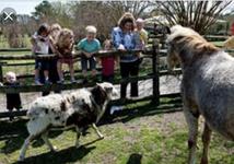 Bluebird Gap Farm