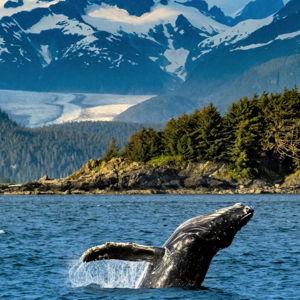 Whale Watching Cruise - Honeymoon