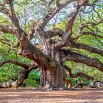 Angel Oak Tree