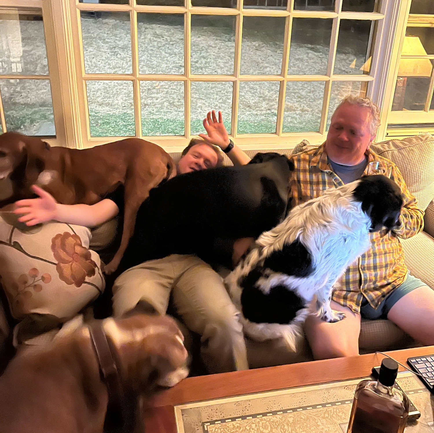 Emelie's parents have too many dogs!
