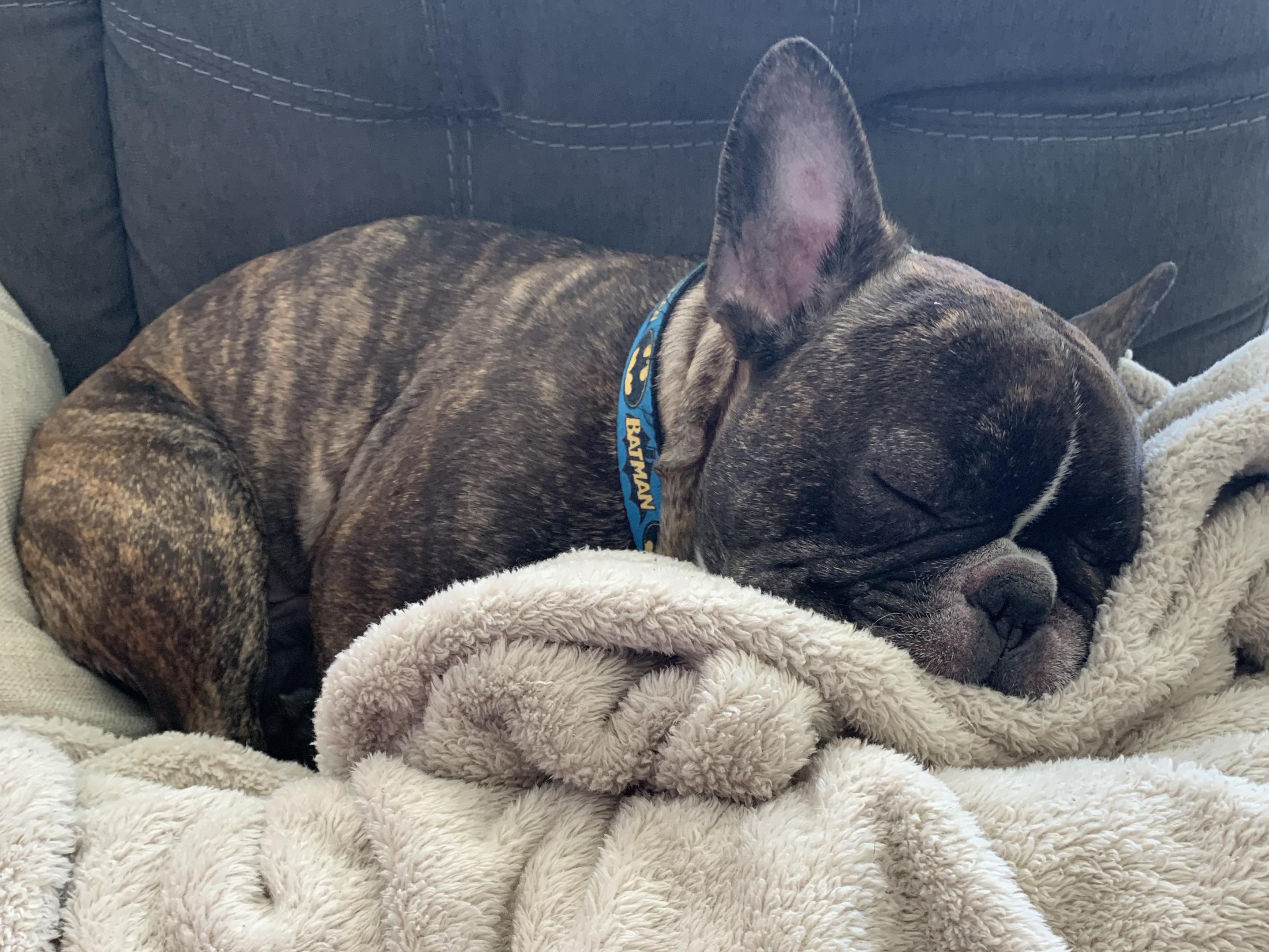 Pet Hotel for Barney Fund