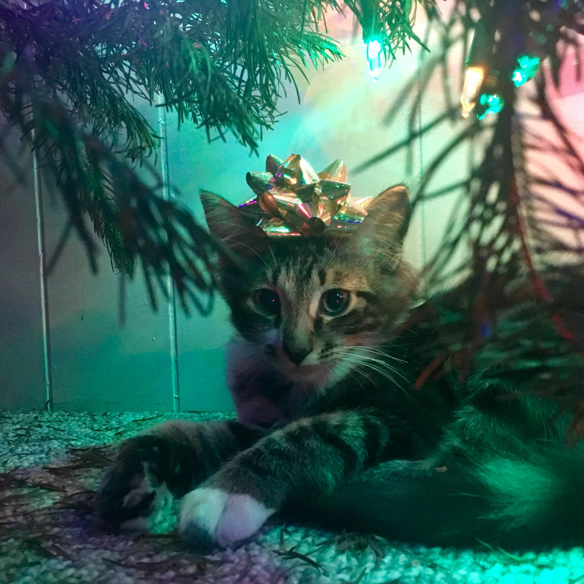 Our fur baby Duke
