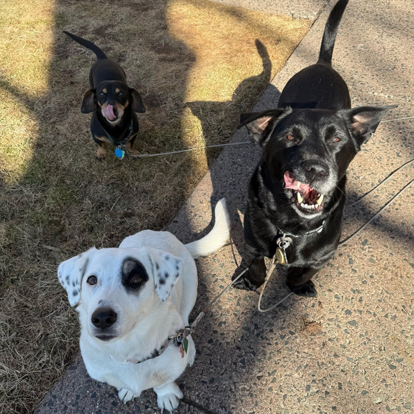 Dog Toys and Treats