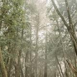 Mt. Madonna County Park