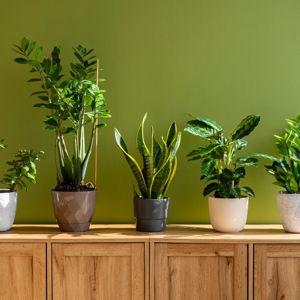 Indoor Plant Fund