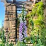 Fort Worth Botanic Garden