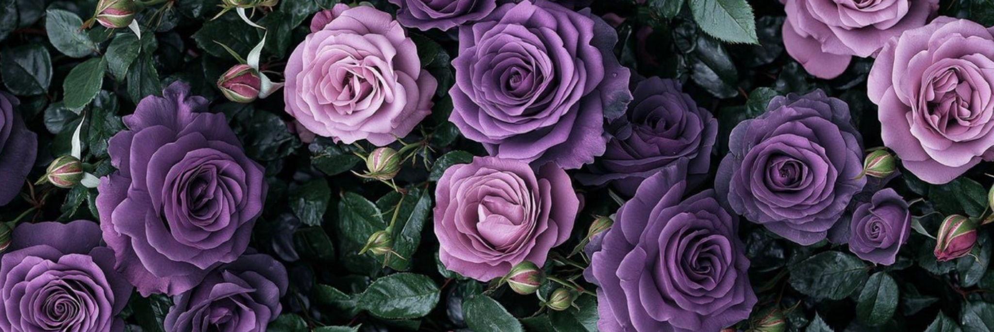 The Wedding Website of Fatima Lopez Barrios and Kameron Pryor