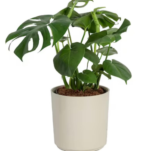 Any house plant