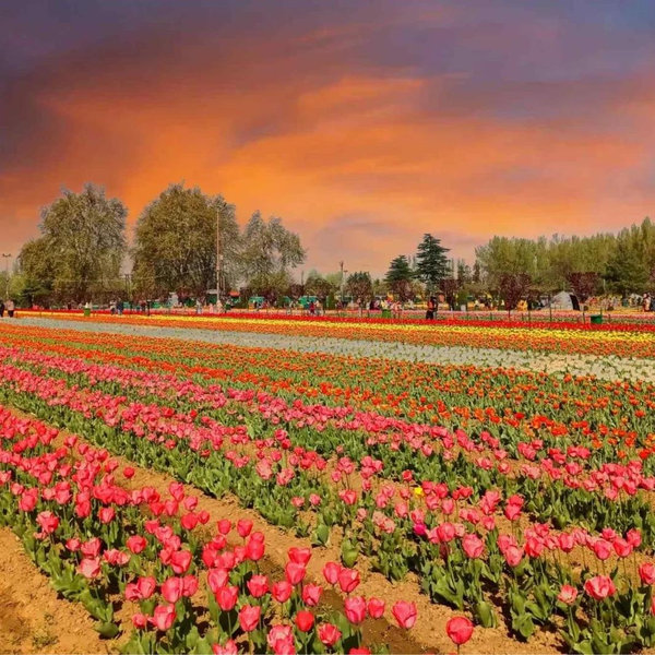 Tickets to the Keukenhof Tulip Garden