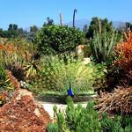 Los Angeles County Arboretum