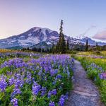 Mount Rainier National Park