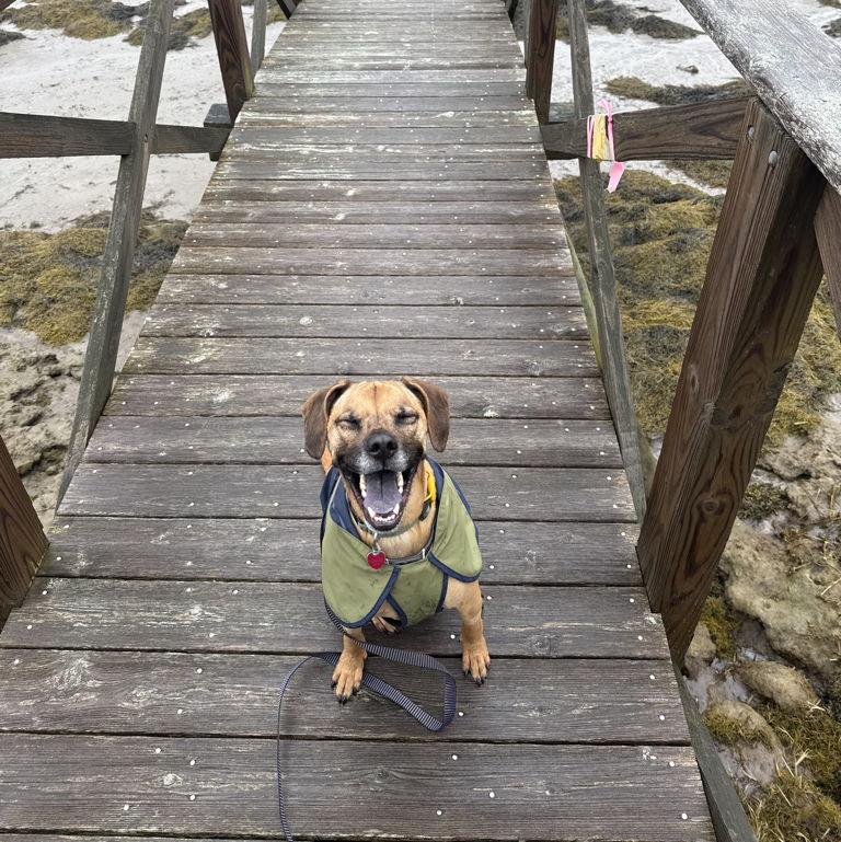 No one is more excited for our wedding than Dobby!