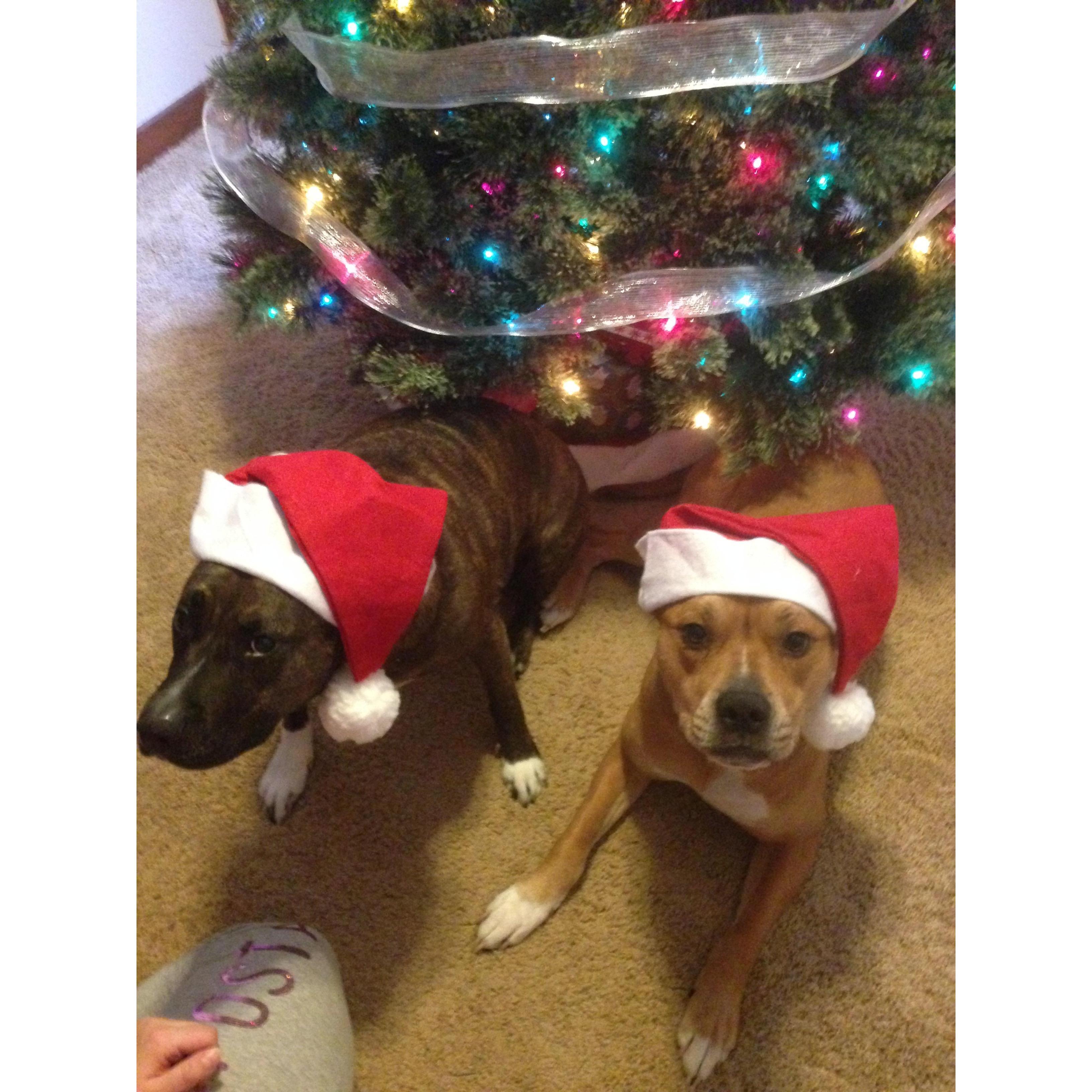 Our girls, Gamelia and Shy