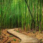 Bamboo Forest Waterfalls Trailhead
