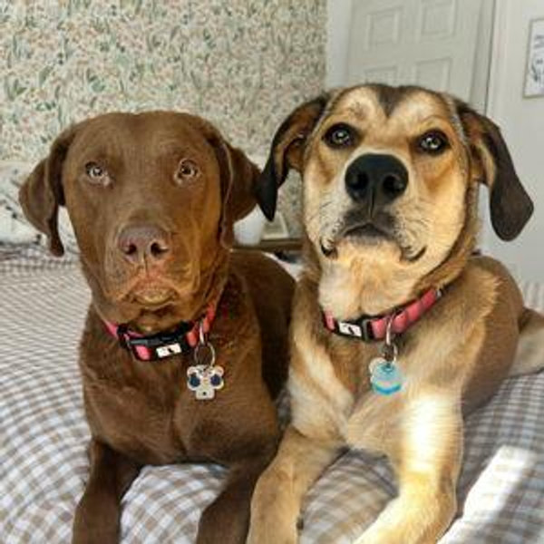Our Bailey and Rosie fund