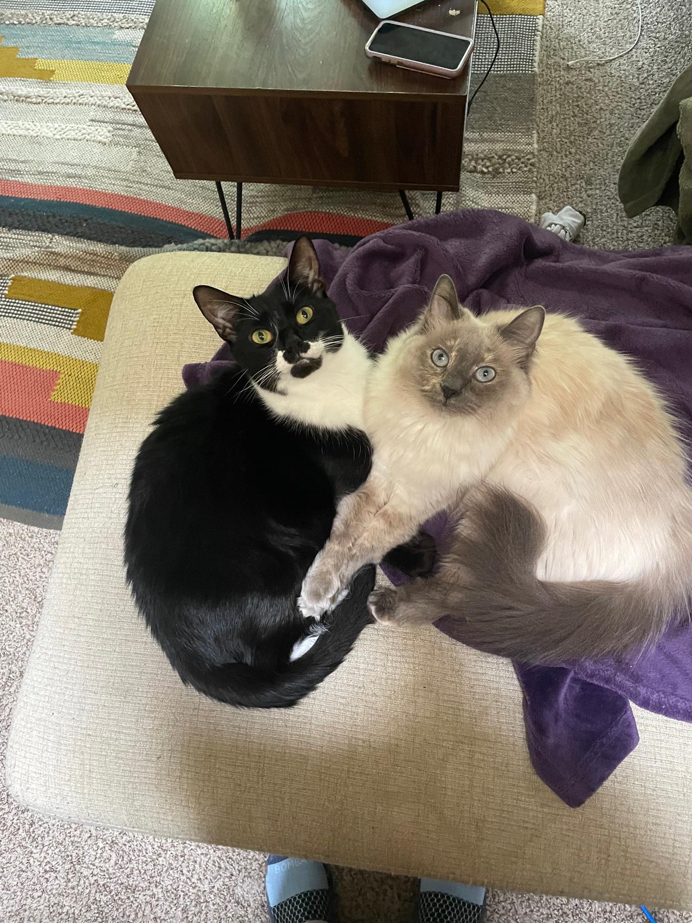 Our cats, Kubo and Chanterelle!