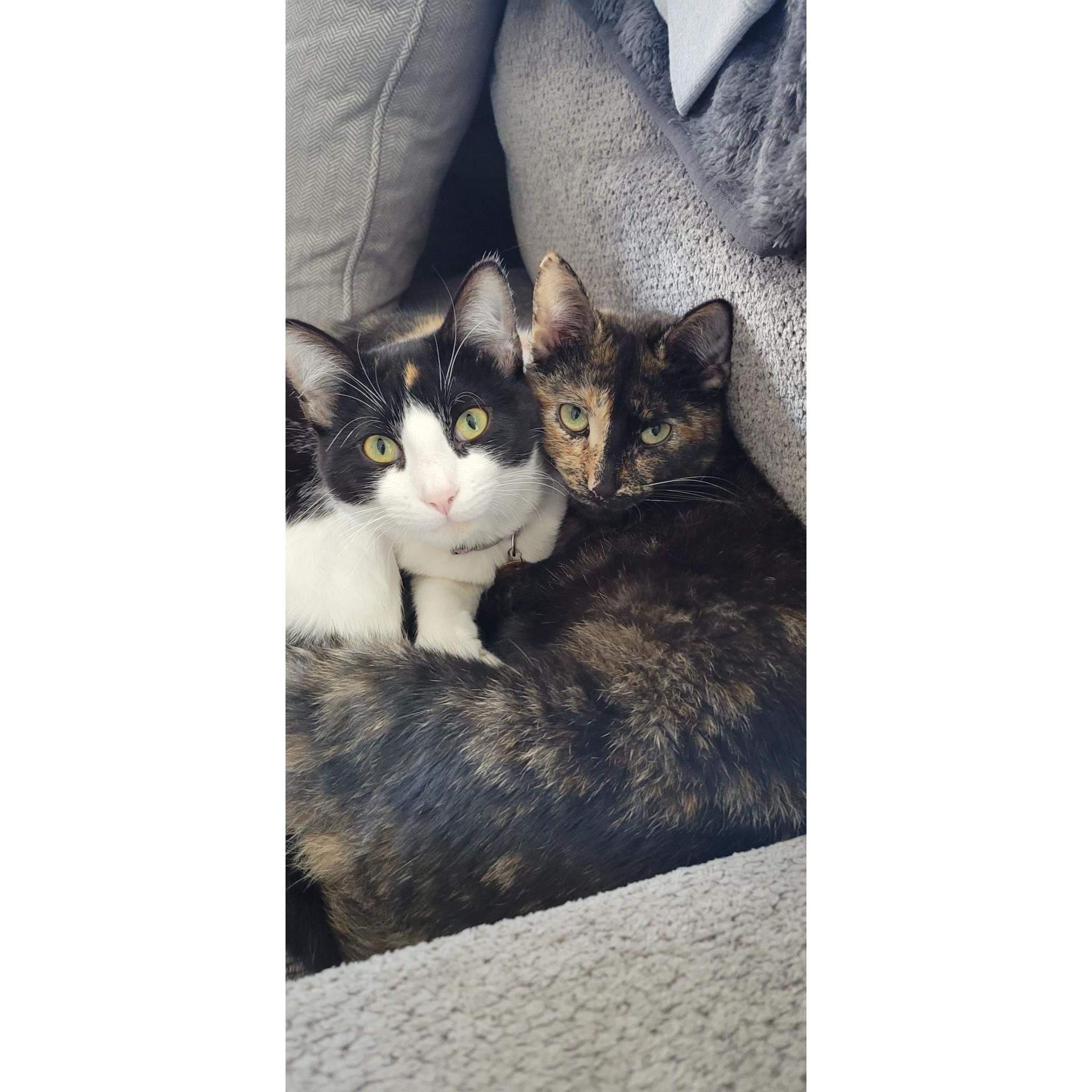 Our beloved lawnmower kittens Zelda and Cathoolu (Lulu)