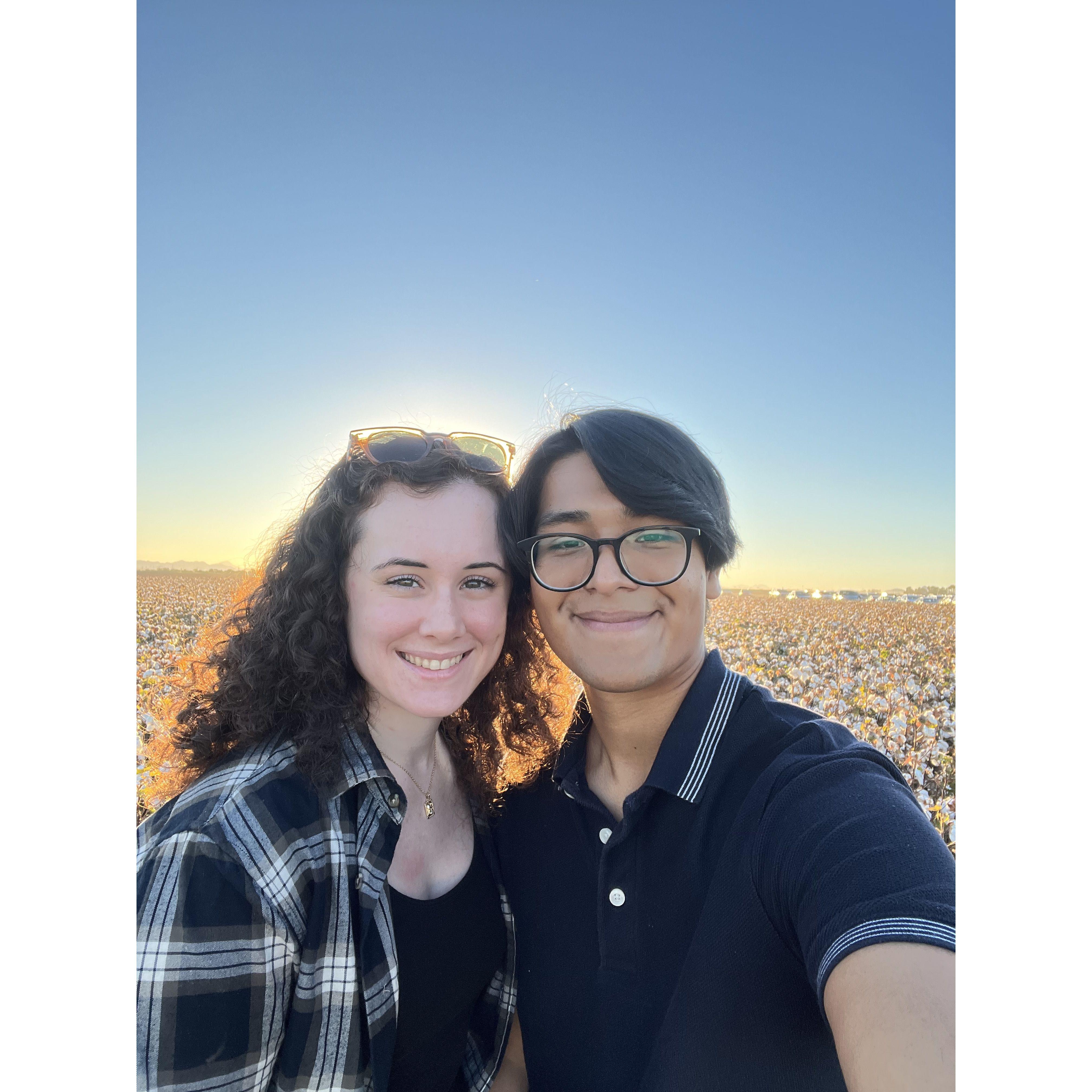 golden hour in a cotton field in Buckeye, AZ, October 2022