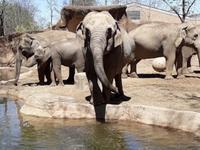 Saint Louis Zoo