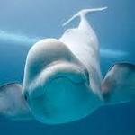 Shedd Aquarium