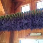 Lavender By the Bay