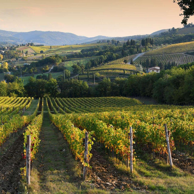 Honeymoon: Wine Tasting in Chianti