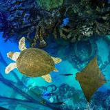 New England Aquarium