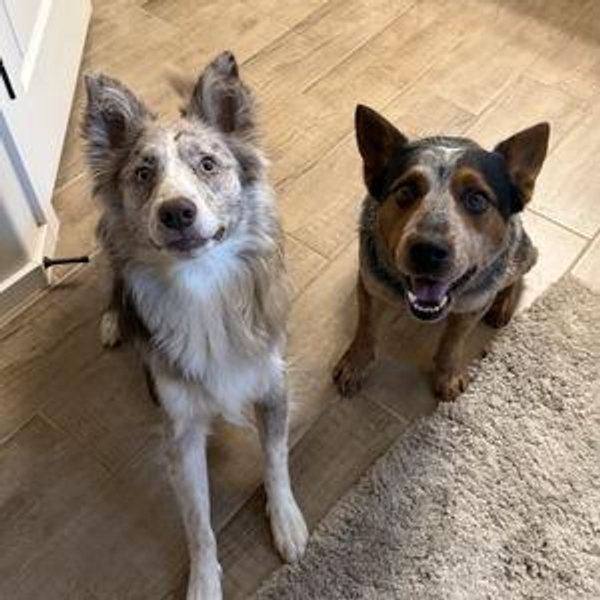 Our Spoiled Dogs Fund