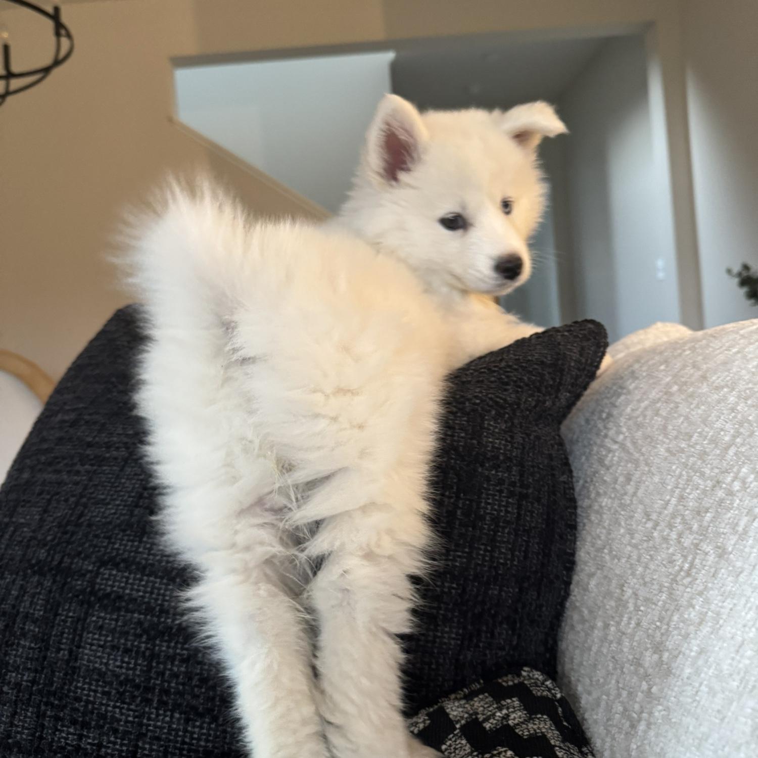 We got our first PUPPY