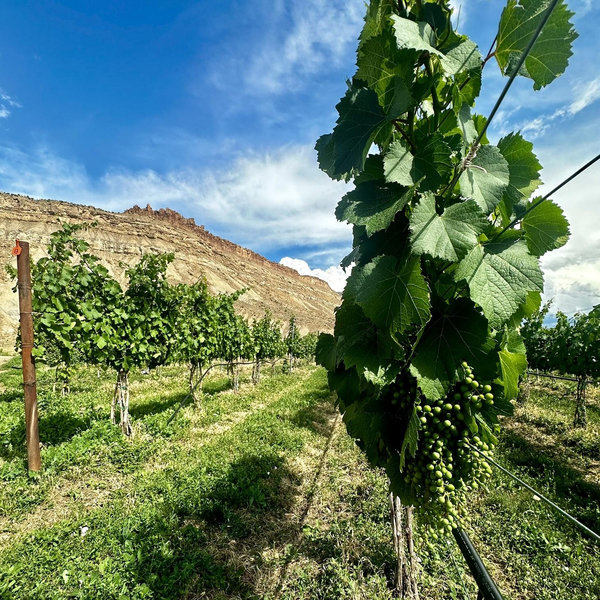 Send us on a grape escape—wine for our honeymoon nights!