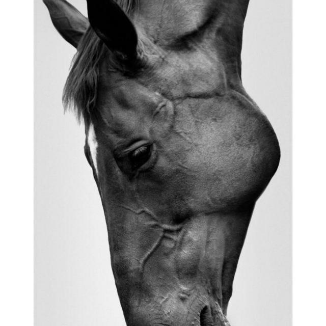 The Horse by Sarah McColgan