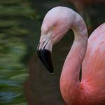 Como Park Zoo & Conservatory