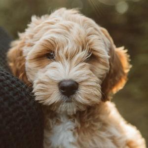 Puppy Fund!