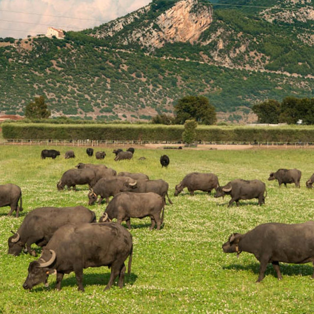 Buffalo mozzarella farm tour/ tasting