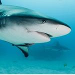 North Shore Shark Adventures