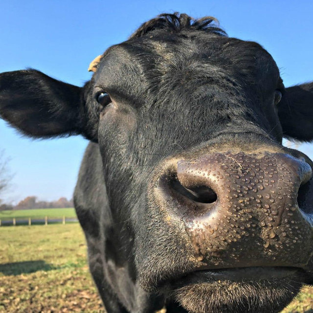 Half a cow (meat)