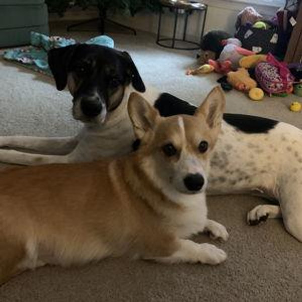 Pup Treats for Winston & Riley