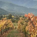 Paschal Winery and Vineyard