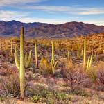 Saguaro National Park East