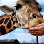 Wild Animal Safari - Pine Mountain, Georgia