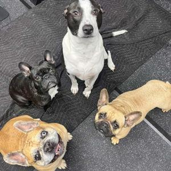 Pet Hotel For Our Honeymoon