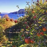 Twin Island Cider