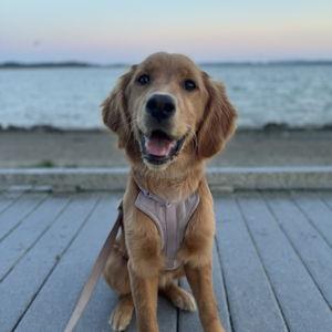 Dog Treat Fund