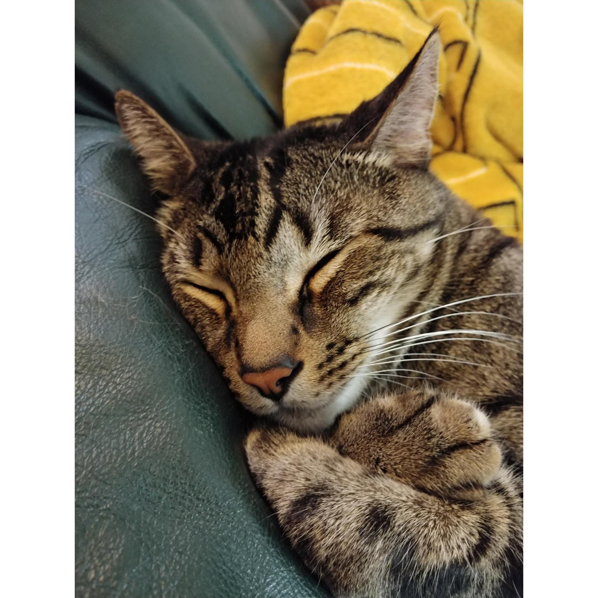 Dickle sleeps!